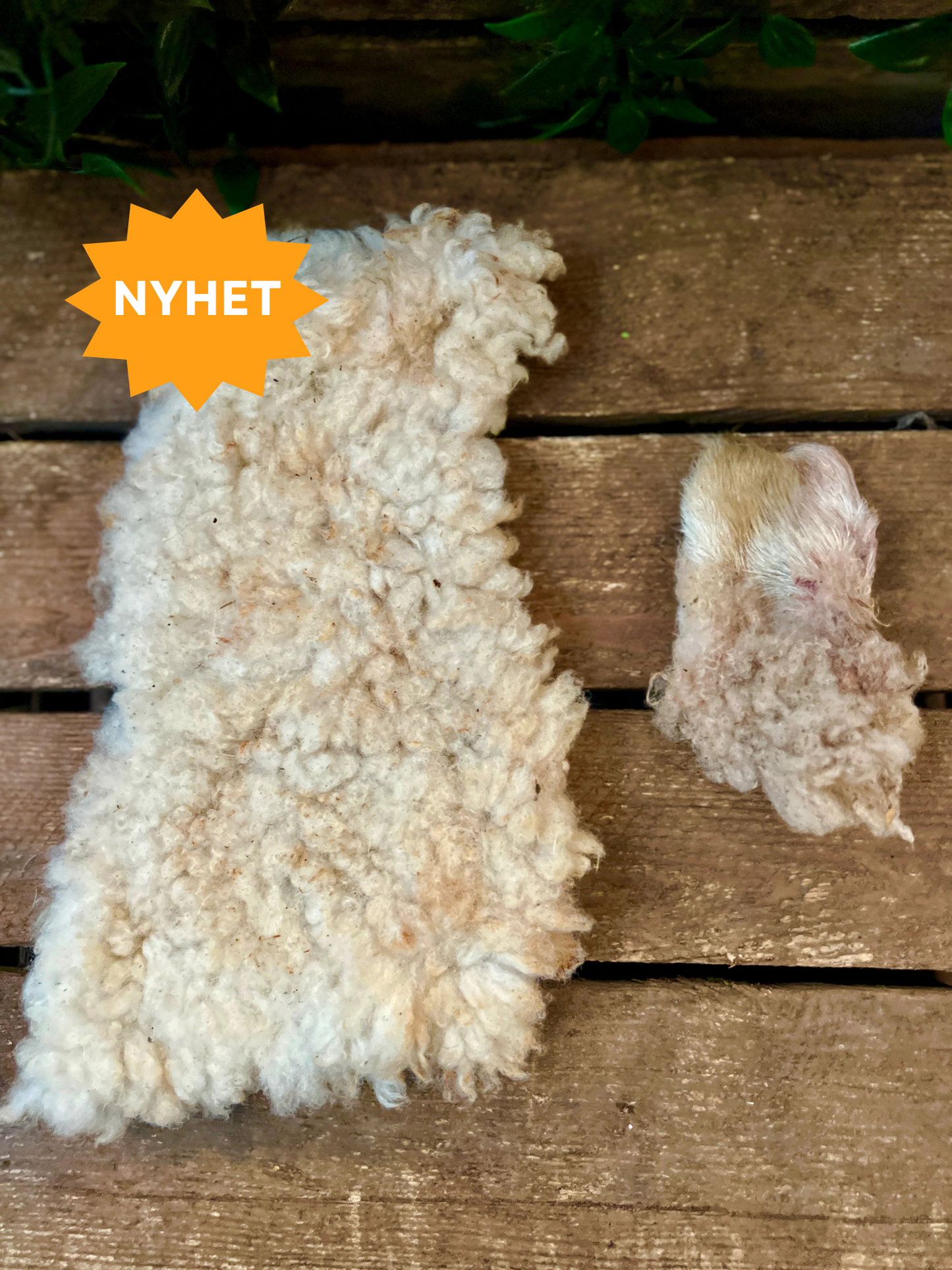 Sheepskin dried