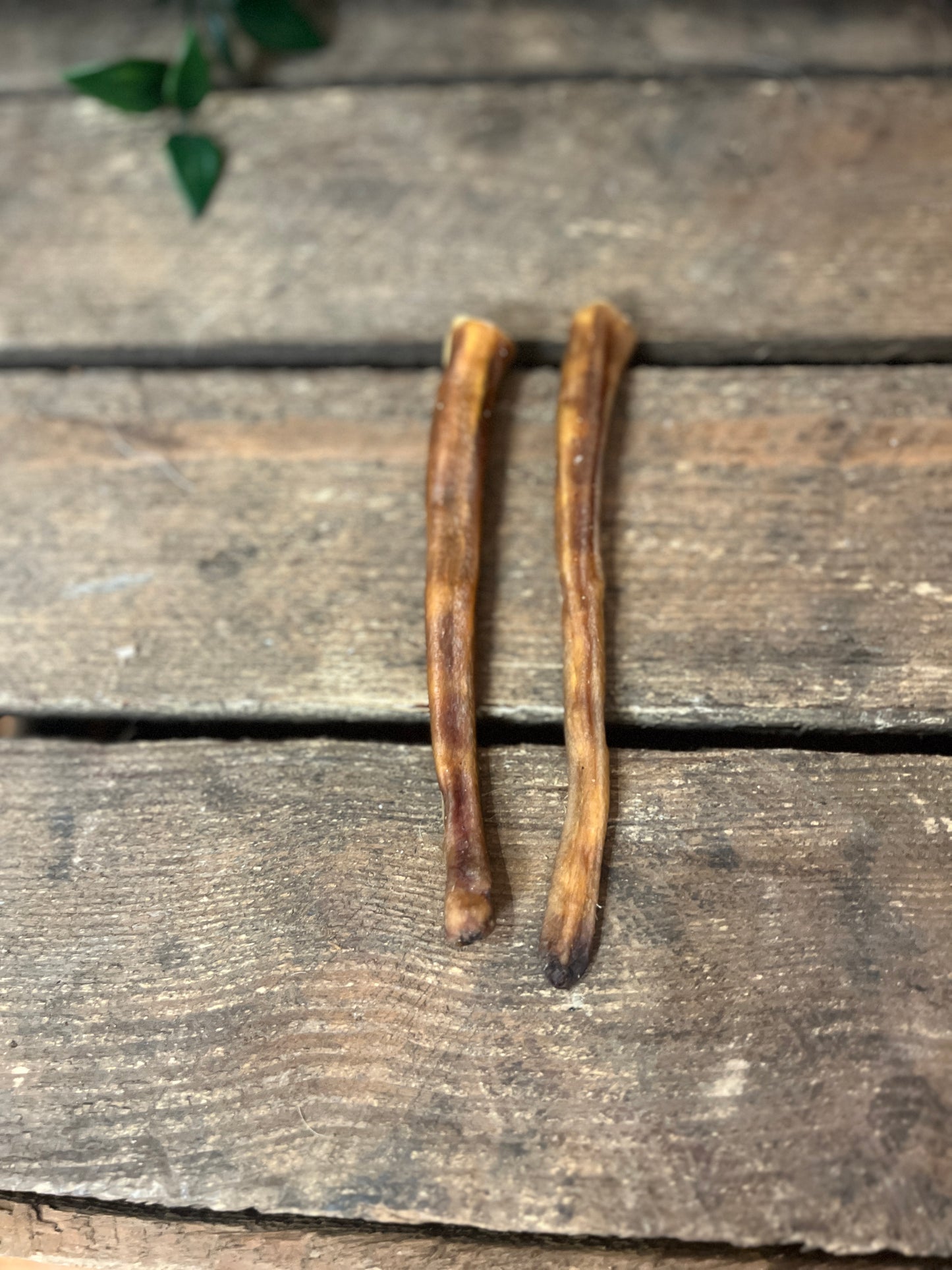 Grisknorrstrips