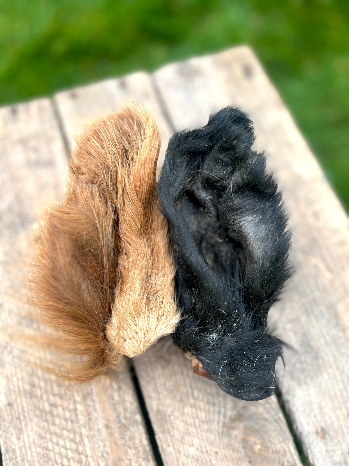 Ox ear