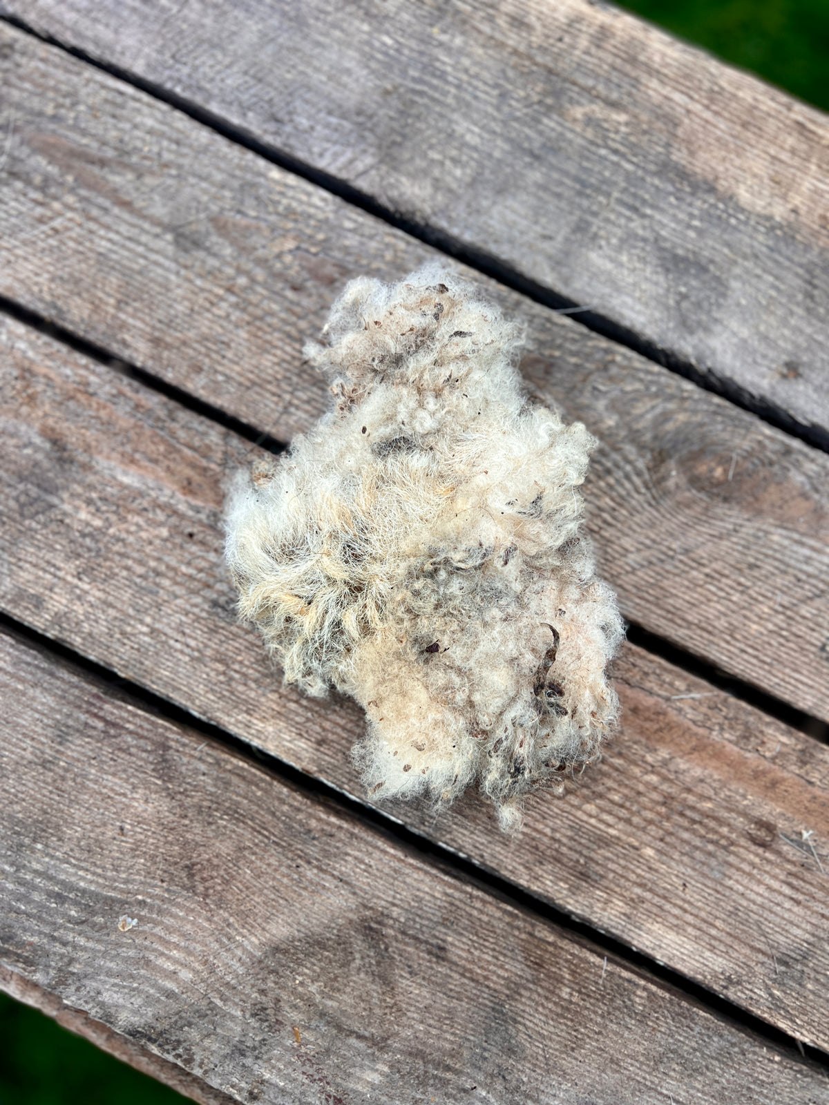 Sheepskin dried