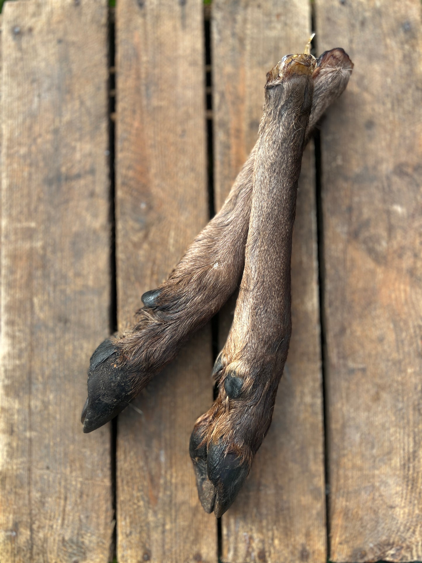 Dried venison hoof