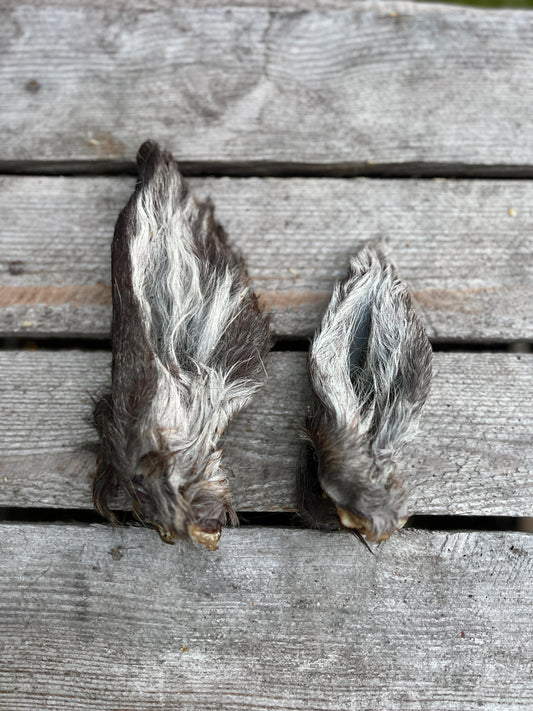 Deer ear