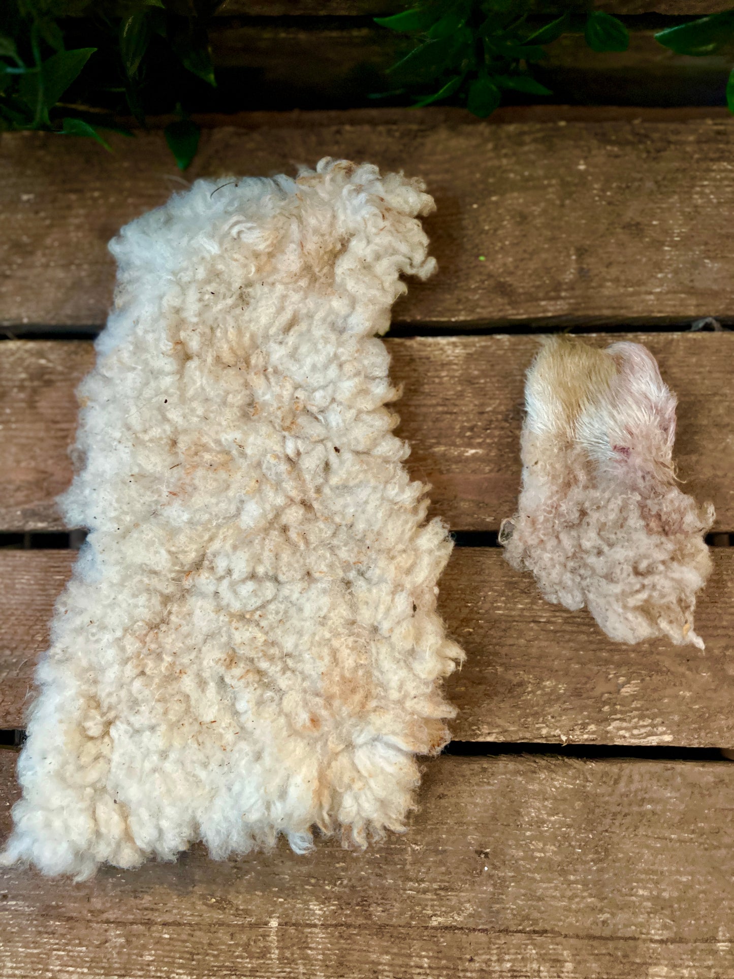 Sheepskin dried
