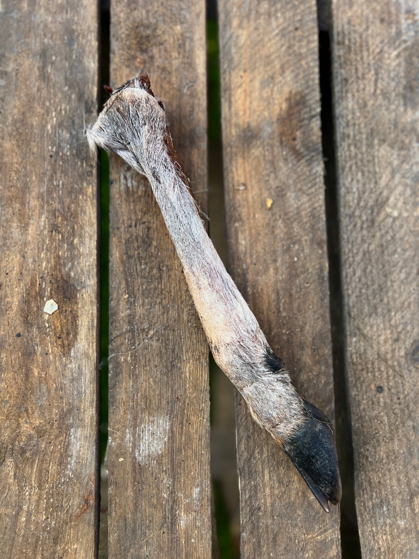 Venison leg cloven