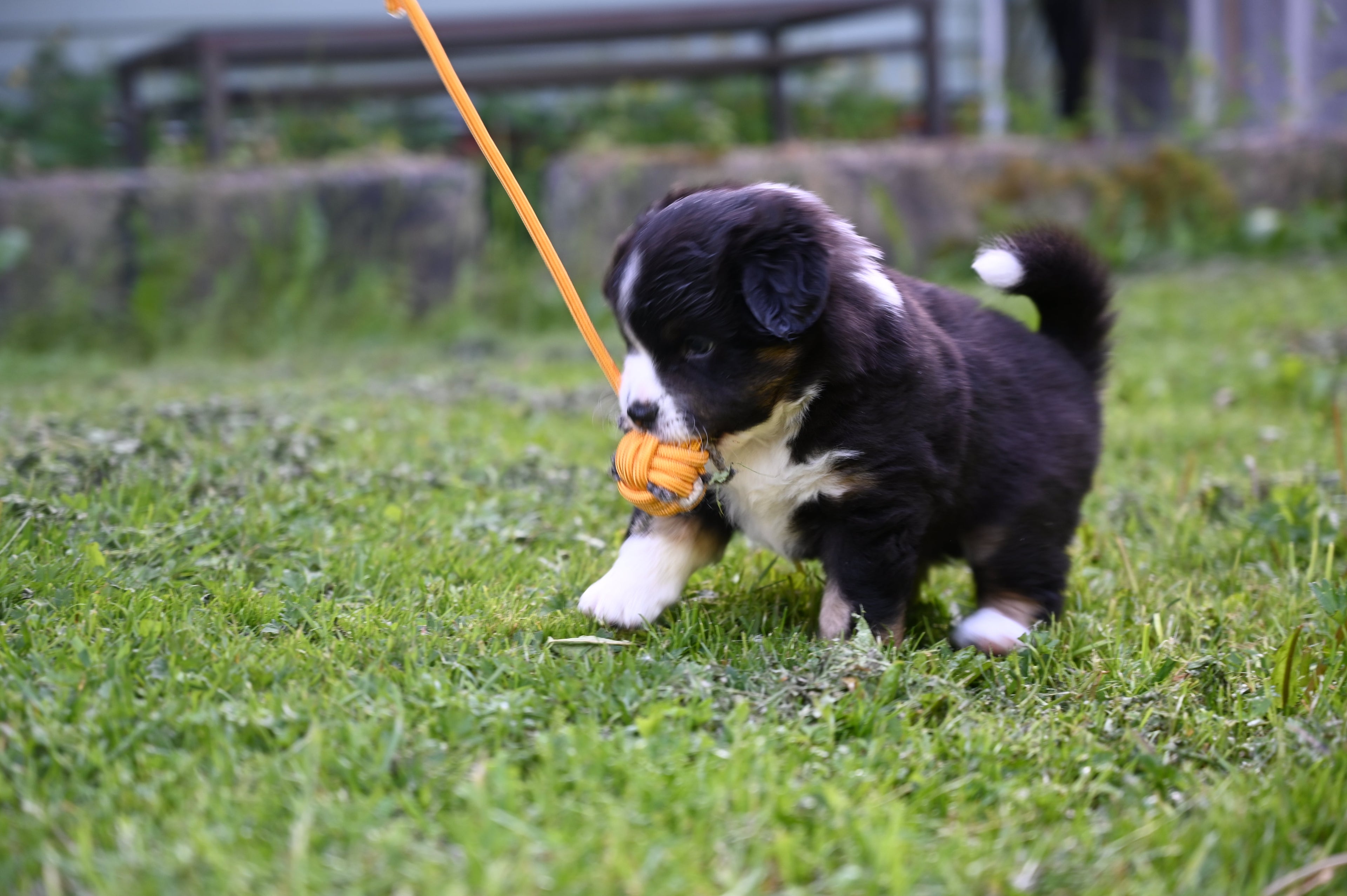 PupTrail
