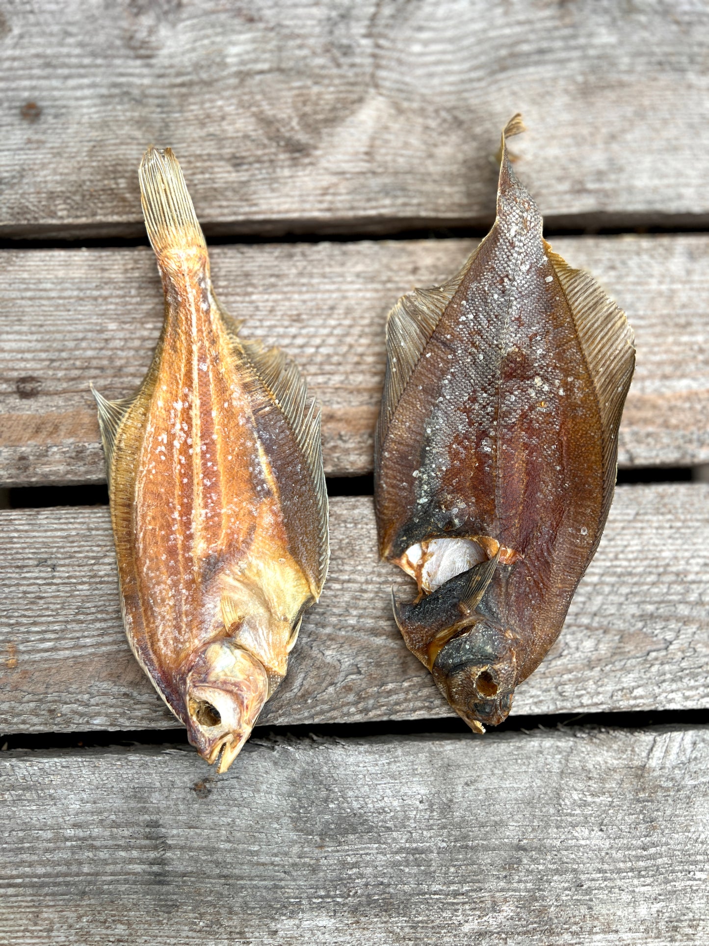 Plaice