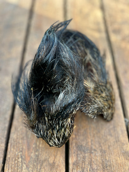 Vildsvinsöra