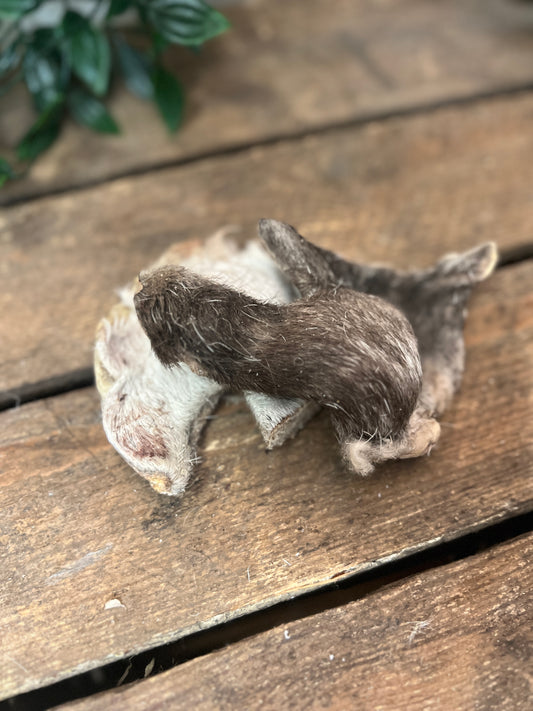 Freezies Lamb Chunks
