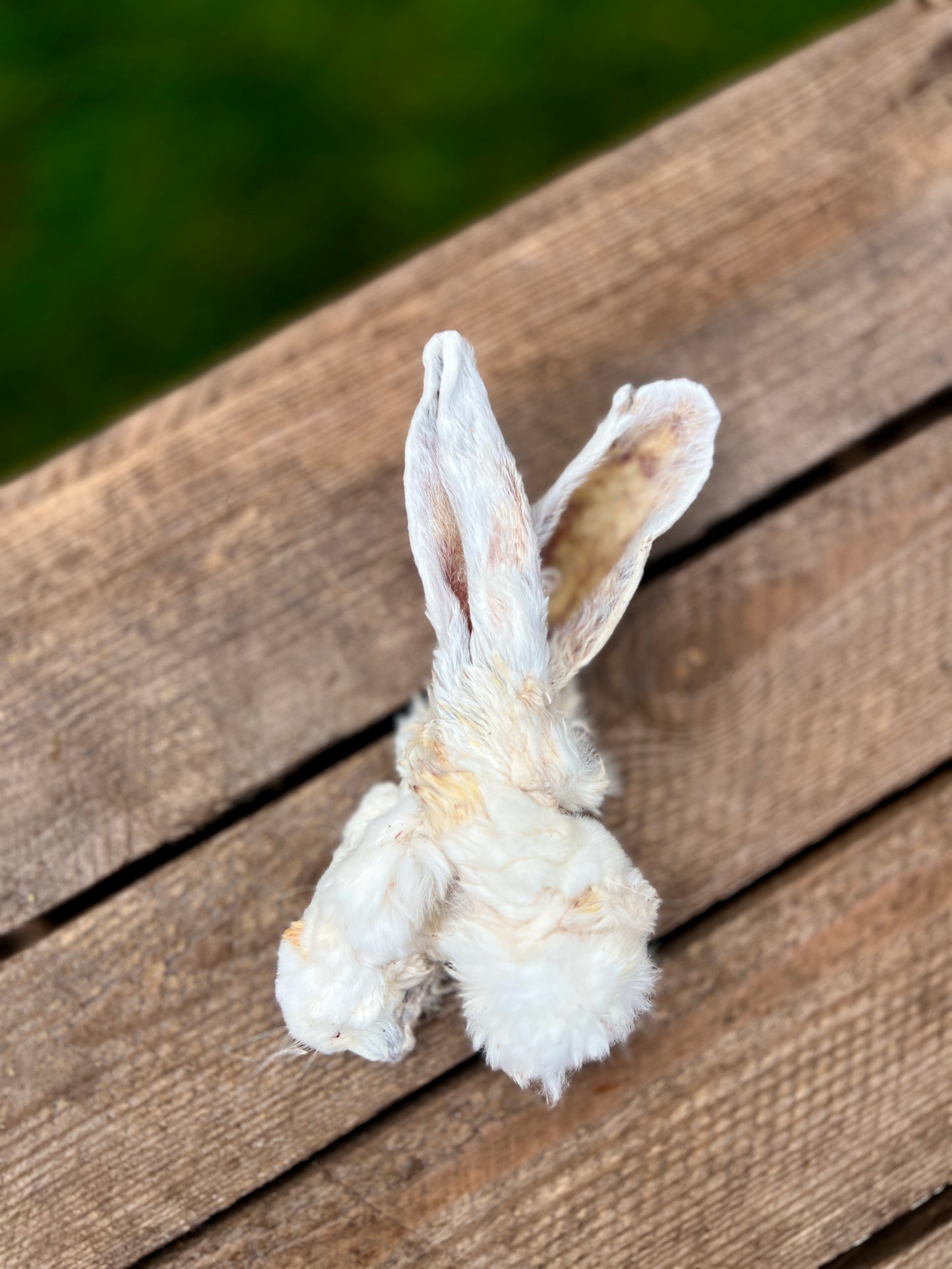 Kaninöron med päls