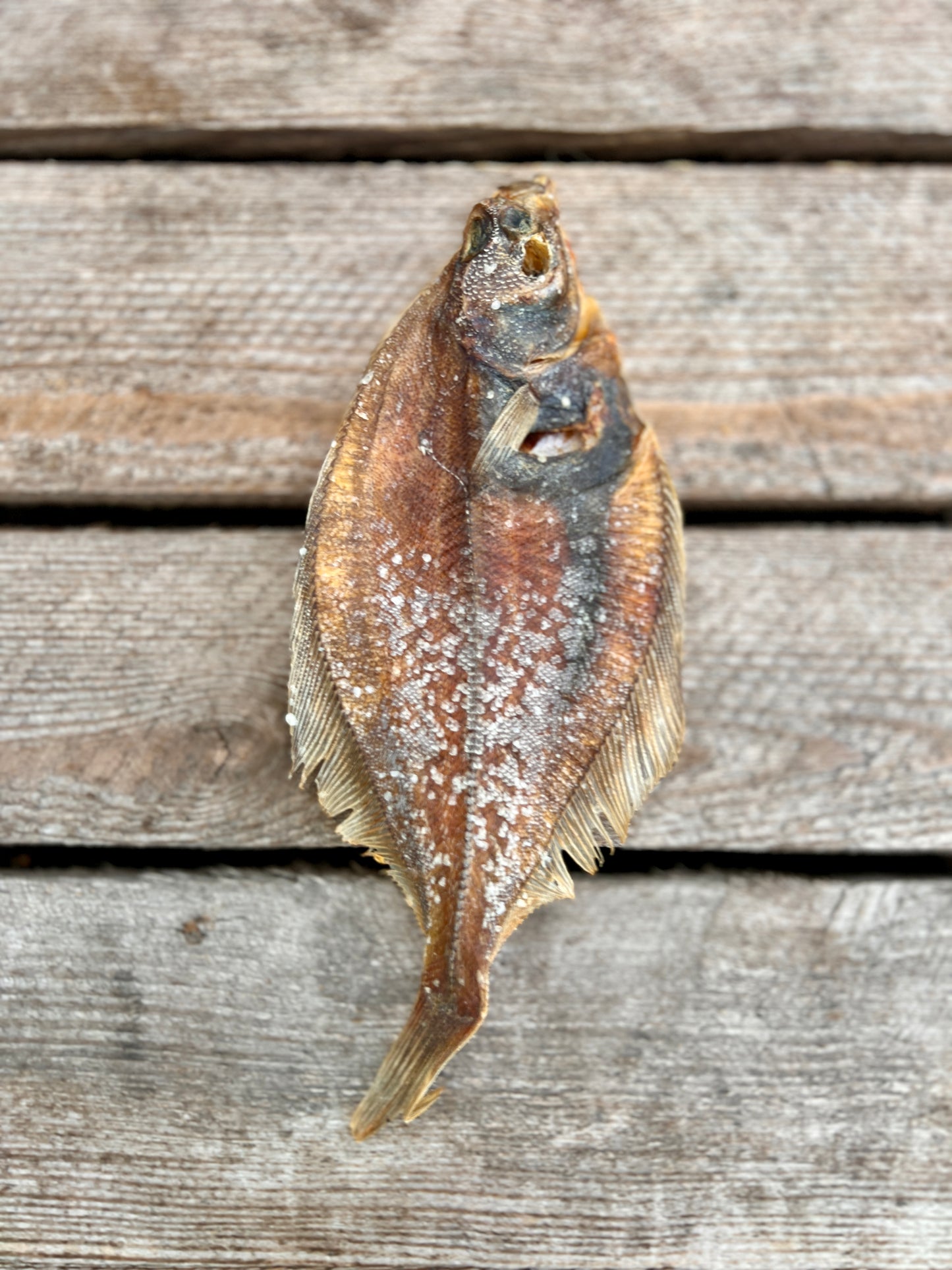 Plaice