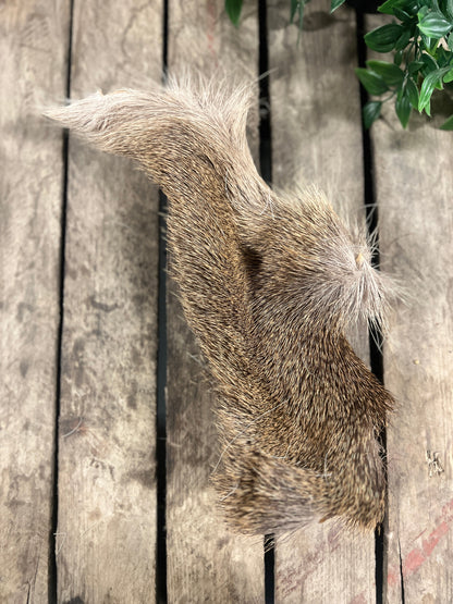 Päls