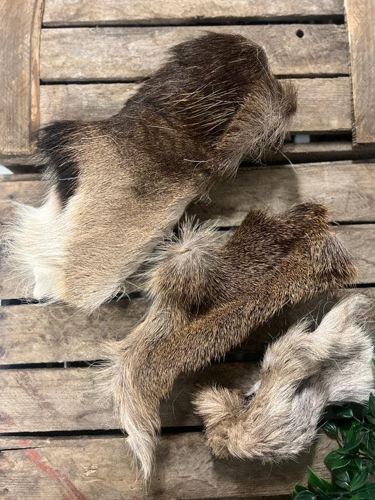 Päls