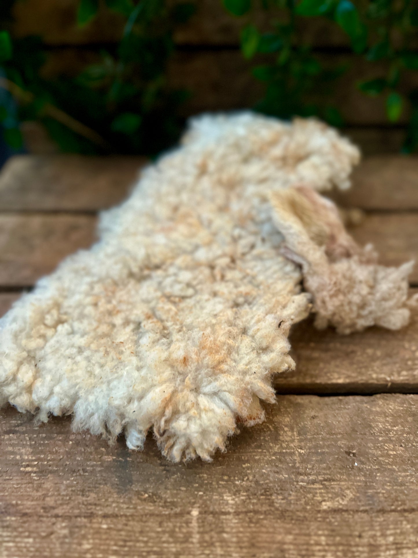 Sheepskin dried
